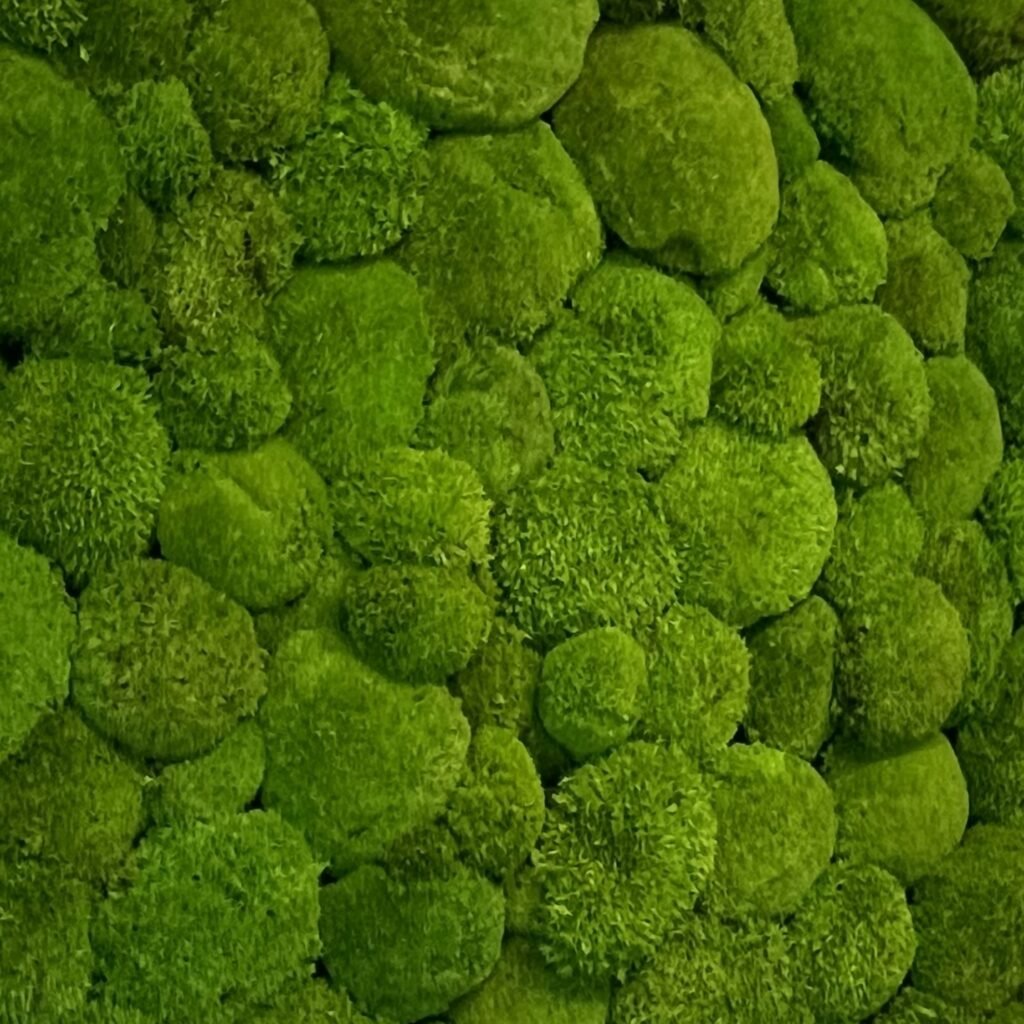 Detalle aumentado de la realización de cuadro de musgo bola en relieve