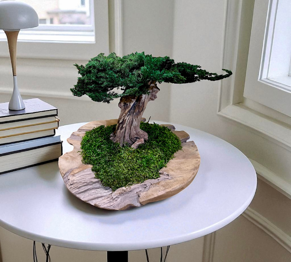 BONSAI NATURAL PRESERVADO, CENTRO DE MESA CON BONSAI JUNIPERUS