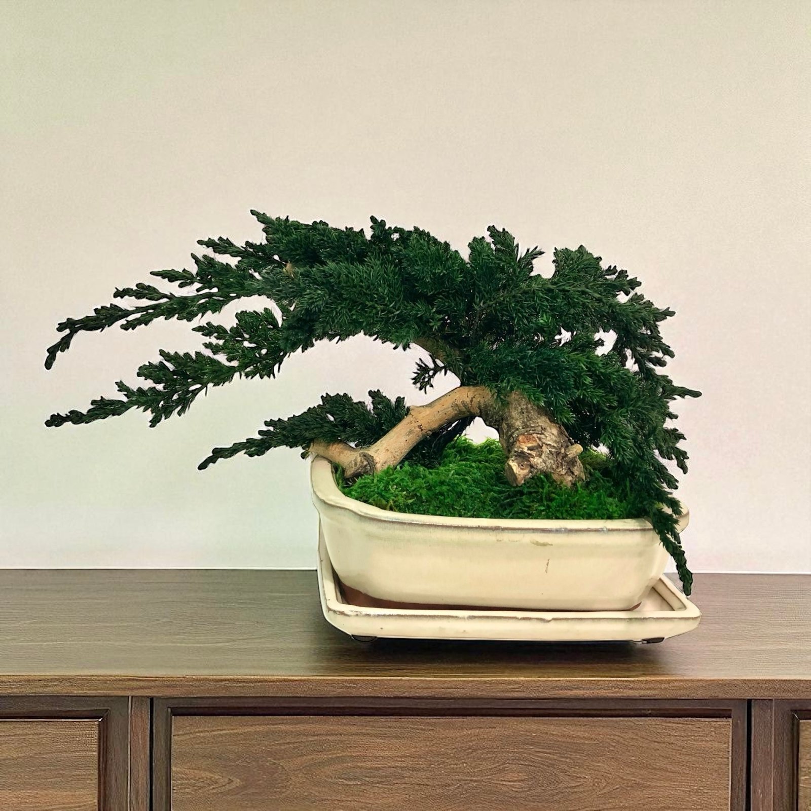 CENTRA DE MESA DE MUSGO PRESERVADO CON BONSAI JUNIPERUS SOBRE CUENCO JAPONES 