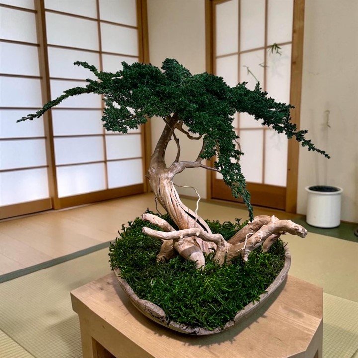 Luxury preserved Juniperus bonsai tree, handcrafted with real preserved foliage, no watering or maintenance required.