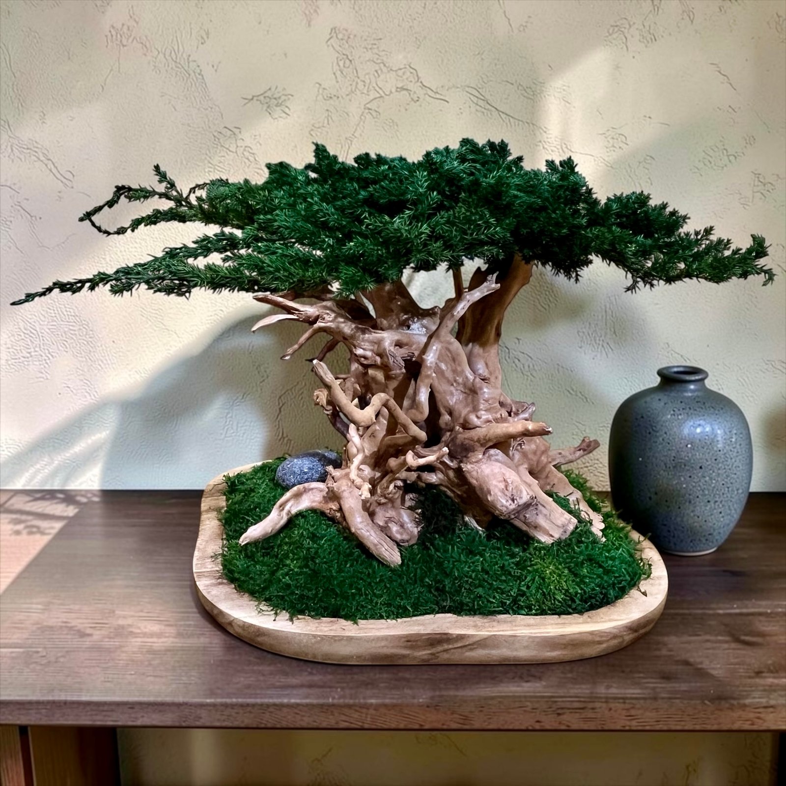 Artisan preserved Juniperus bonsai displayed on natural driftwood, one-of-a-kind luxury botanical centerpiece.