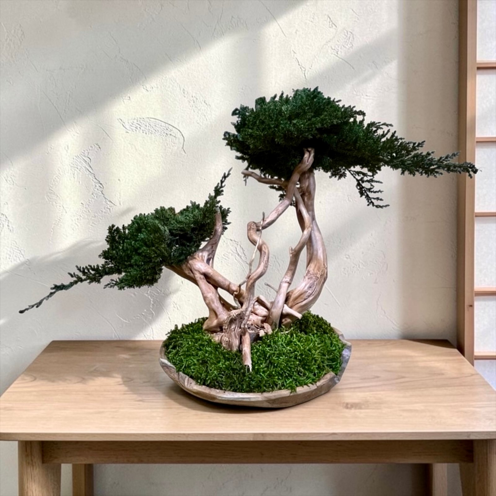 Unique preserved bonsai tree made by hand with natural Juniperus and driftwood, premium eco-friendly interior decoration.