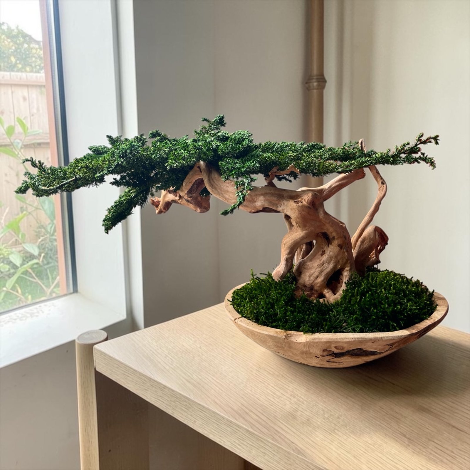 Premium preserved Juniper bonsai arrangement with real preserved foliage, elegant Japanese-inspired interior decoration.