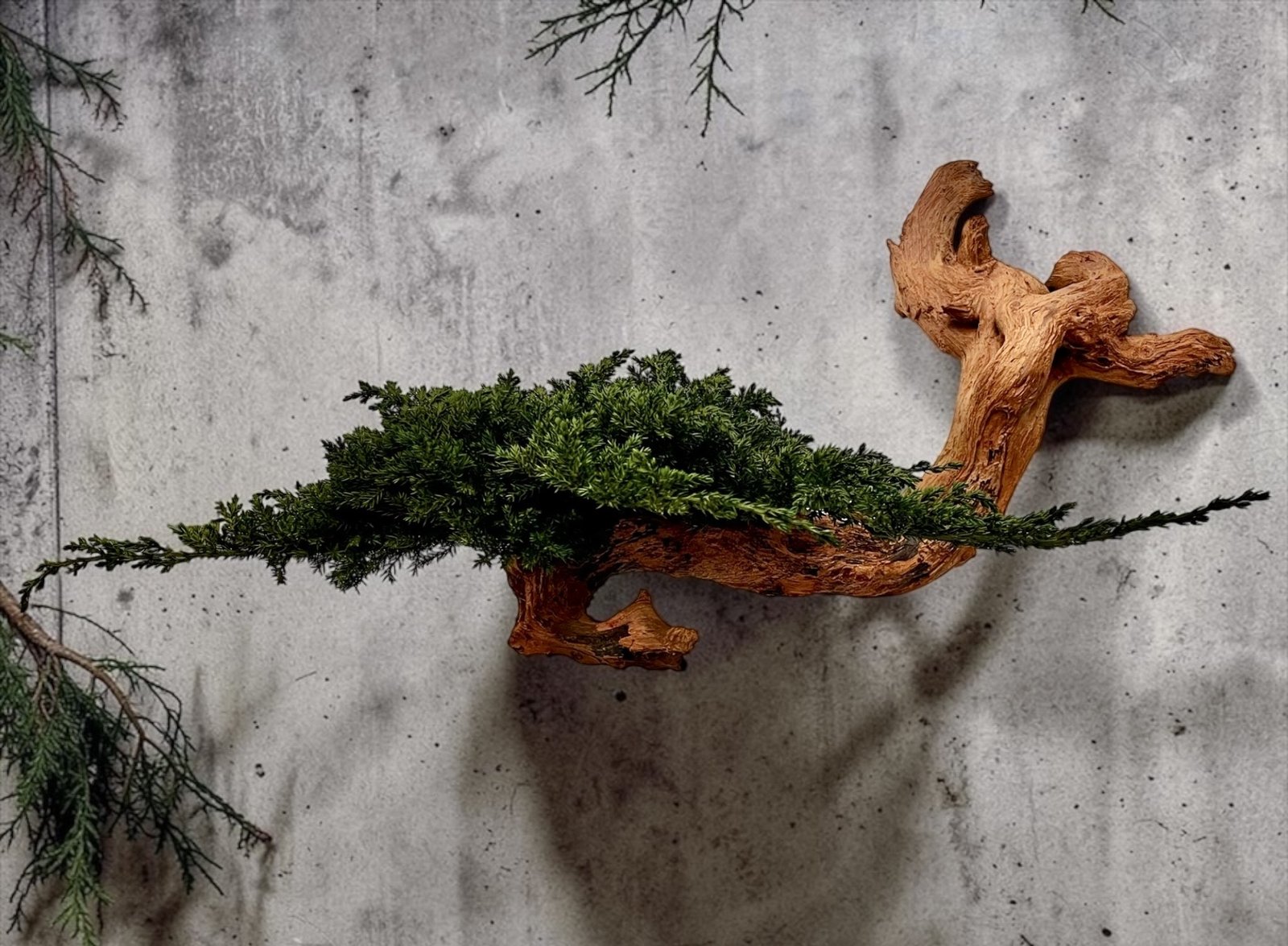 BONSAI PRESERVADO JUNIPERUS AEREO PARA PARED