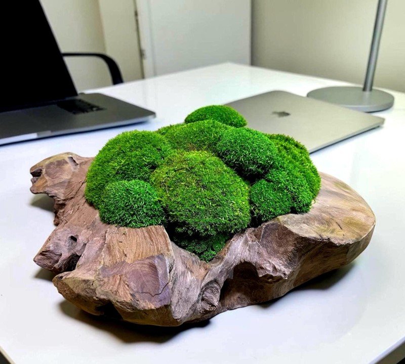 CENTRO DE MESA CON MUSGO PRESERVADO